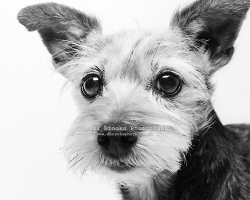 Yorkshire terrier - pet photographer hull