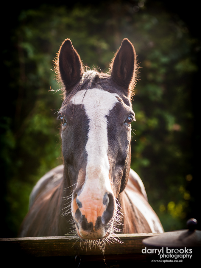 equestrian horse portrait pet photographer hull